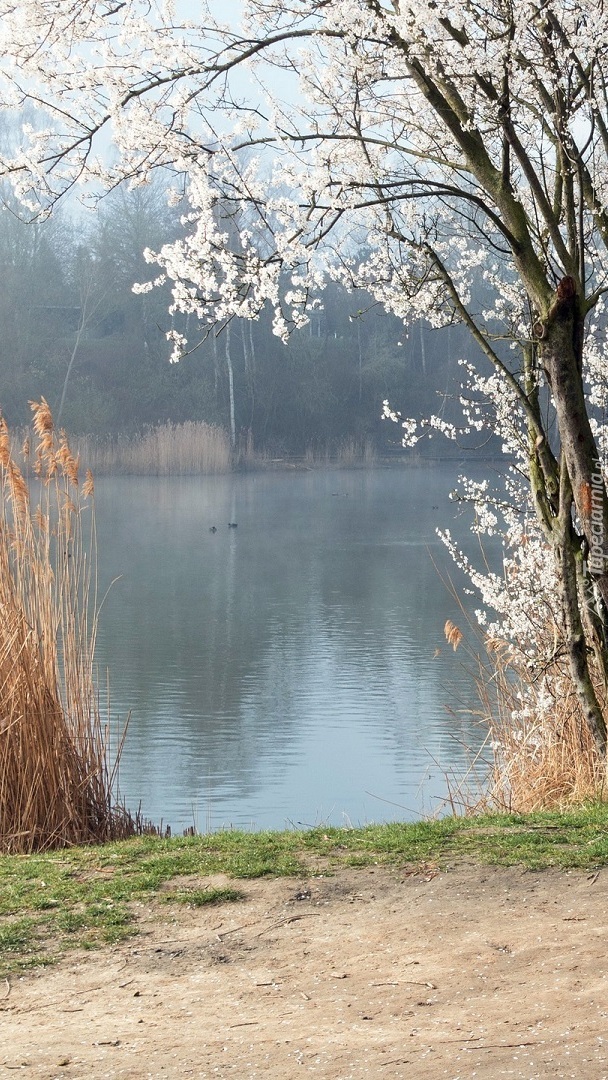 Kwitnące drzewa nad rzeką