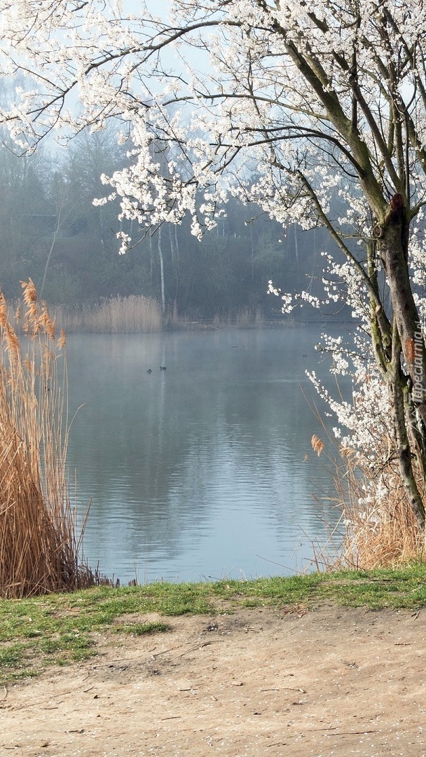 Kwitnące drzewa nad rzeką