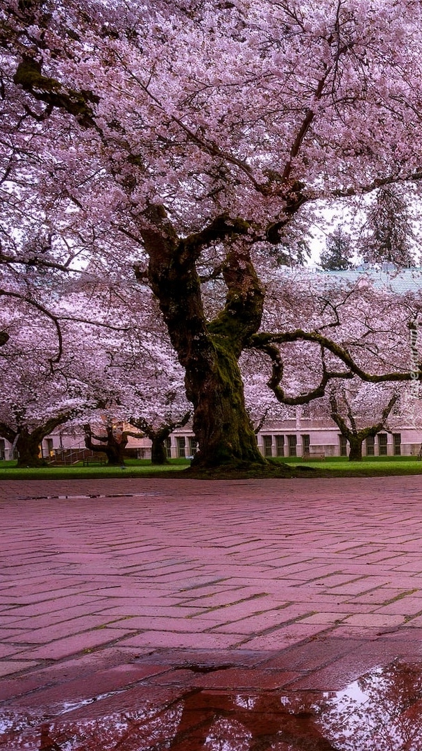 Kwitnące drzewa przed Uniwesytetem Quad