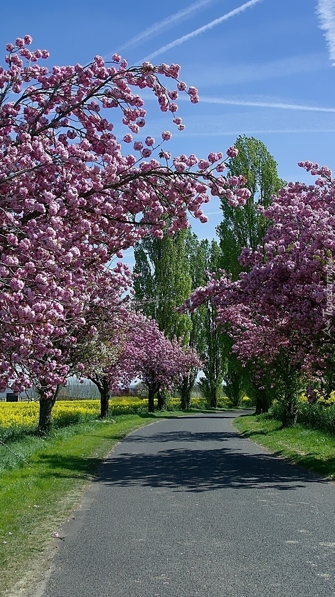 Kwitnące drzewa przy drodze