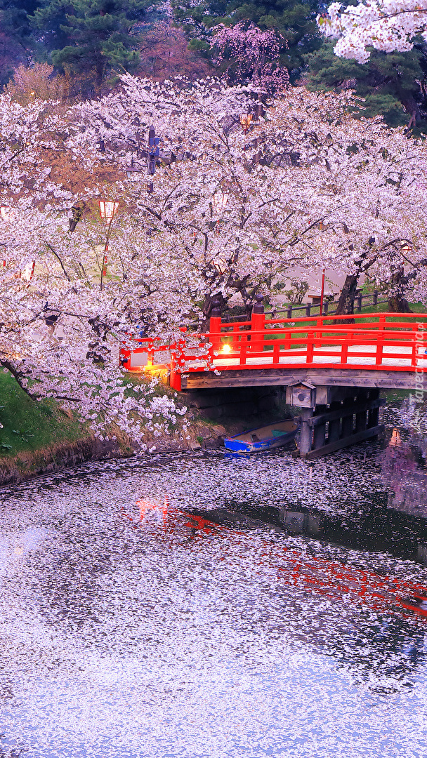 Kwitnące drzewa przy moście