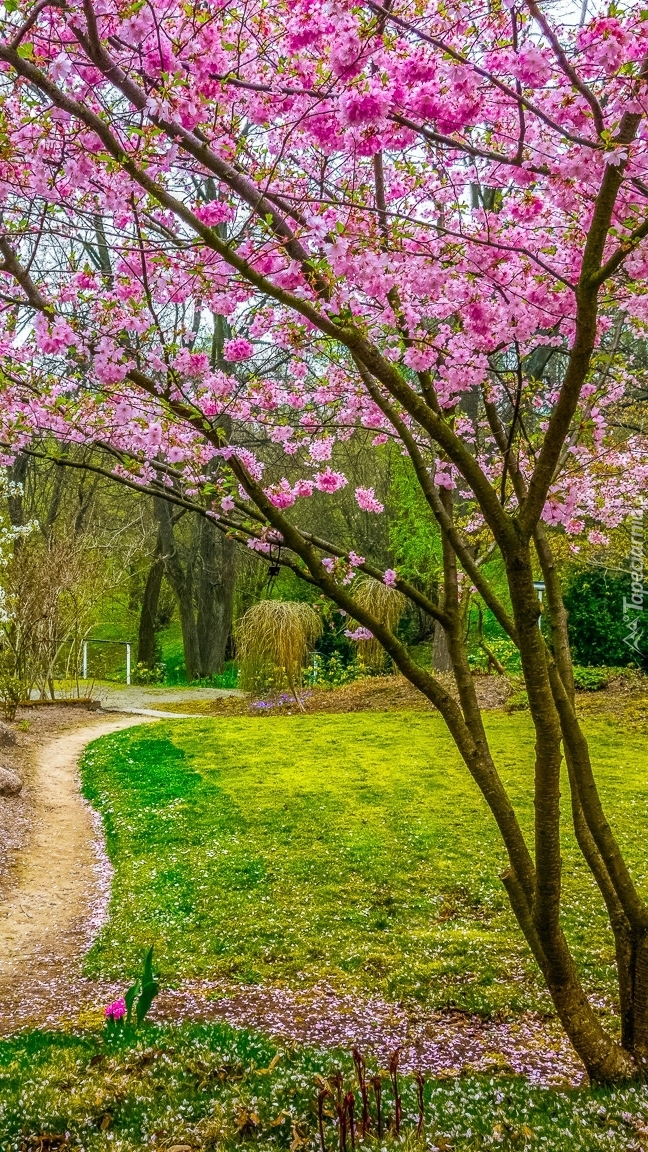 Kwitnące drzewa przy ścieżce