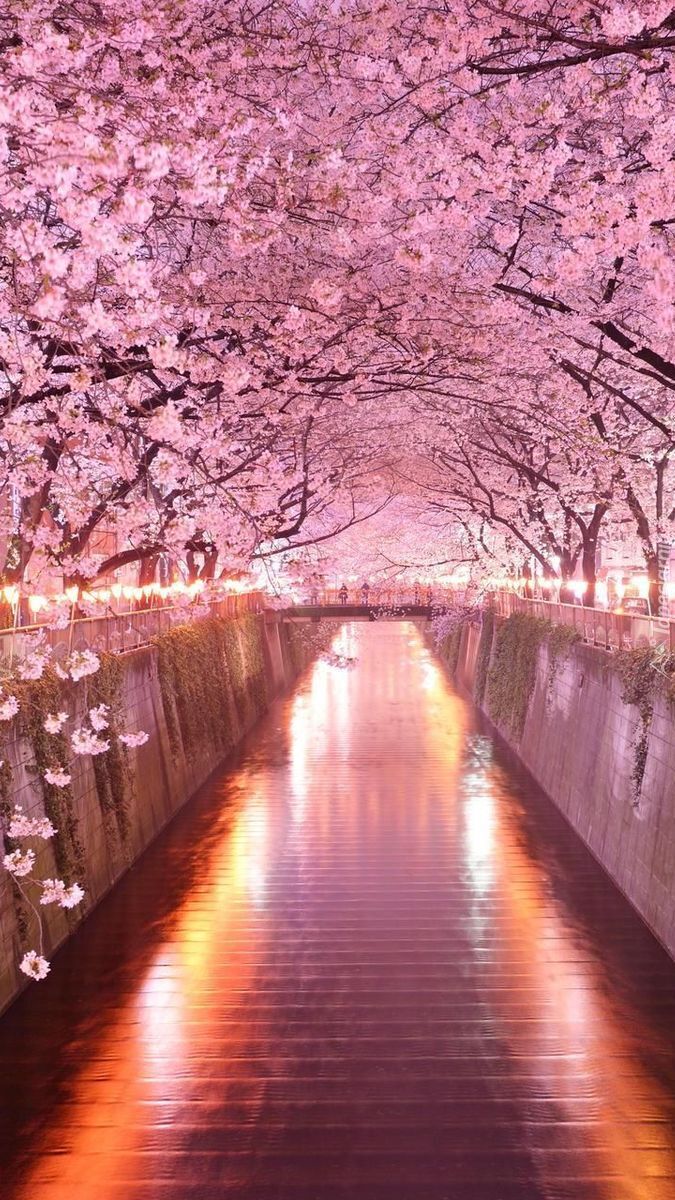 Kwitnące drzewa wiśni nad kanałem