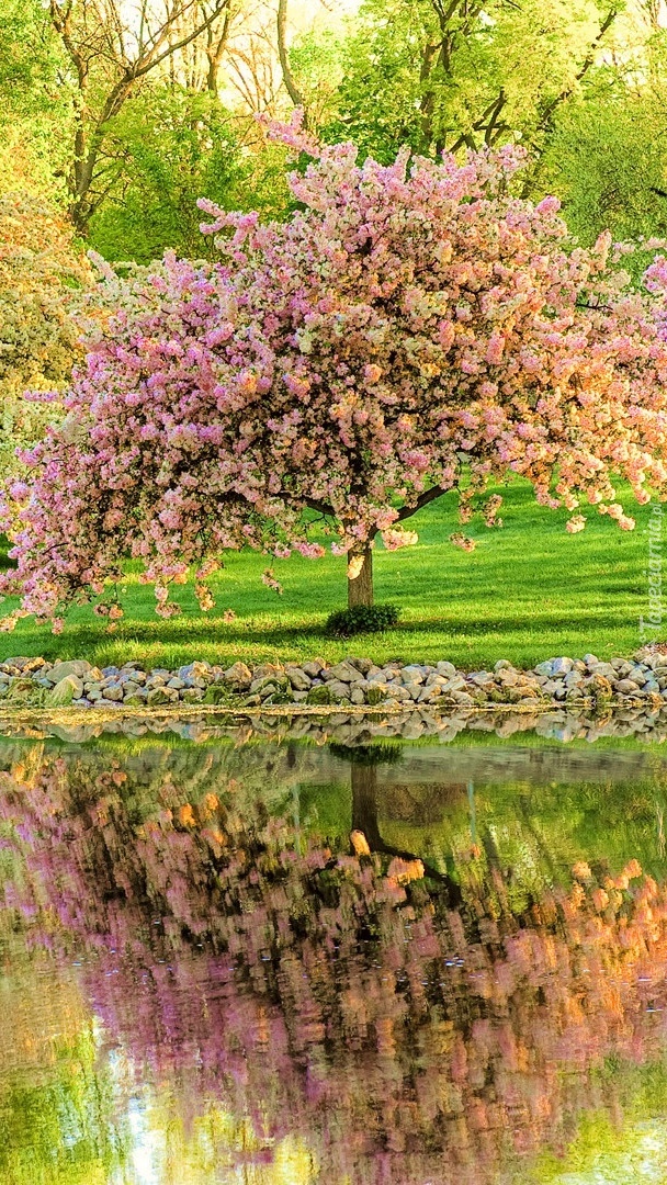 Kwitnące drzewko w parku