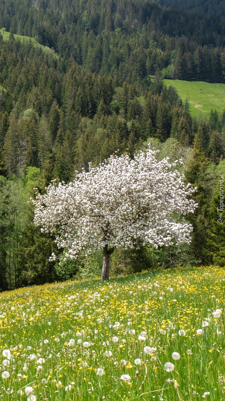 Kwitnące drzewo na łące