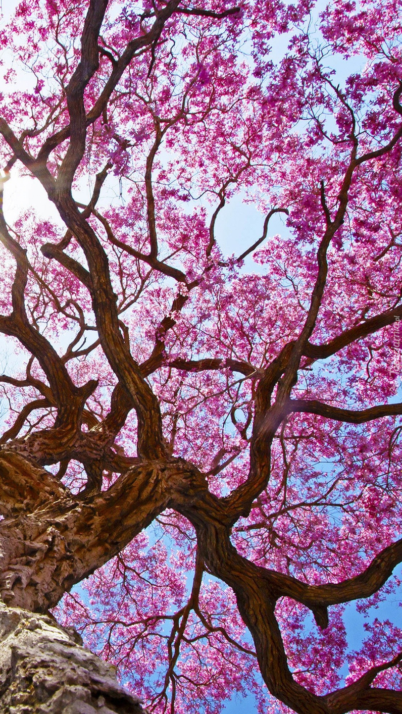 Kwitnące drzewo na tle nieba