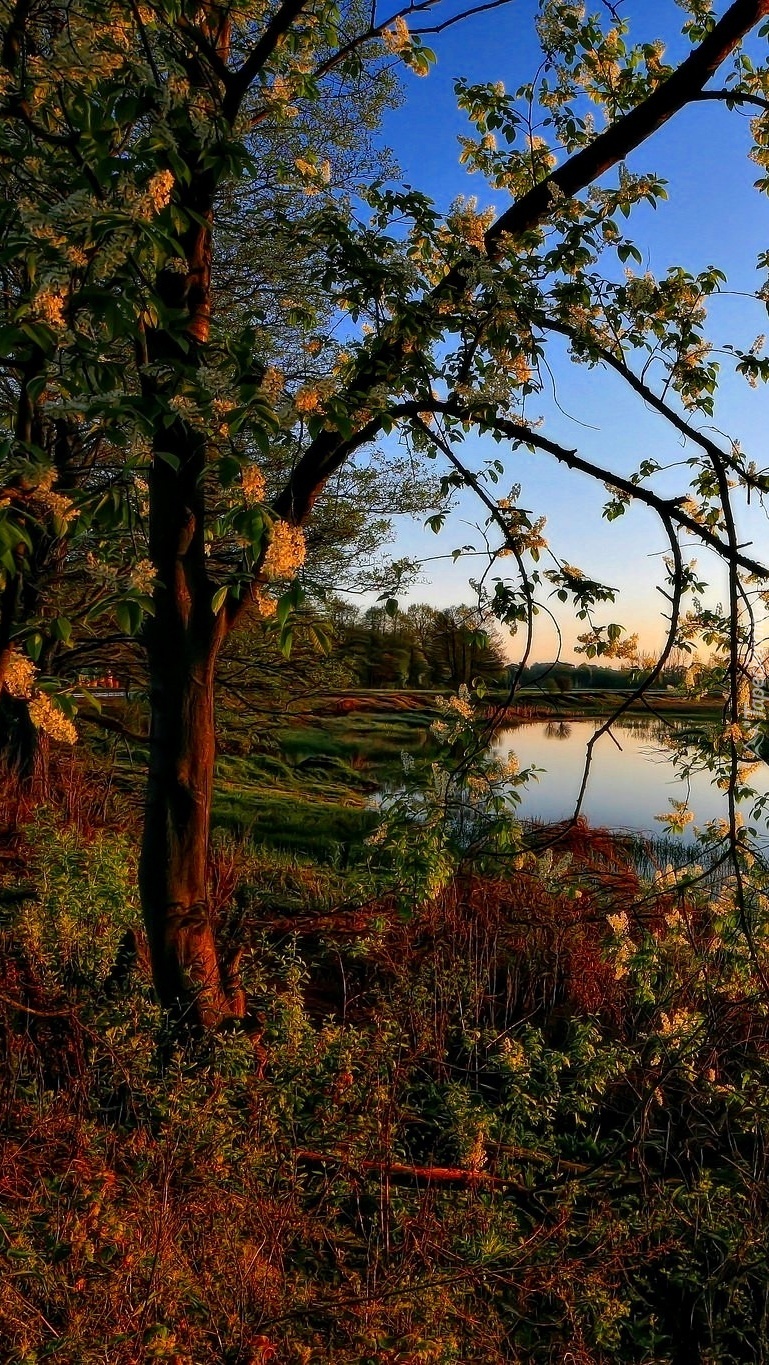 Kwitnące drzewo nad stawem