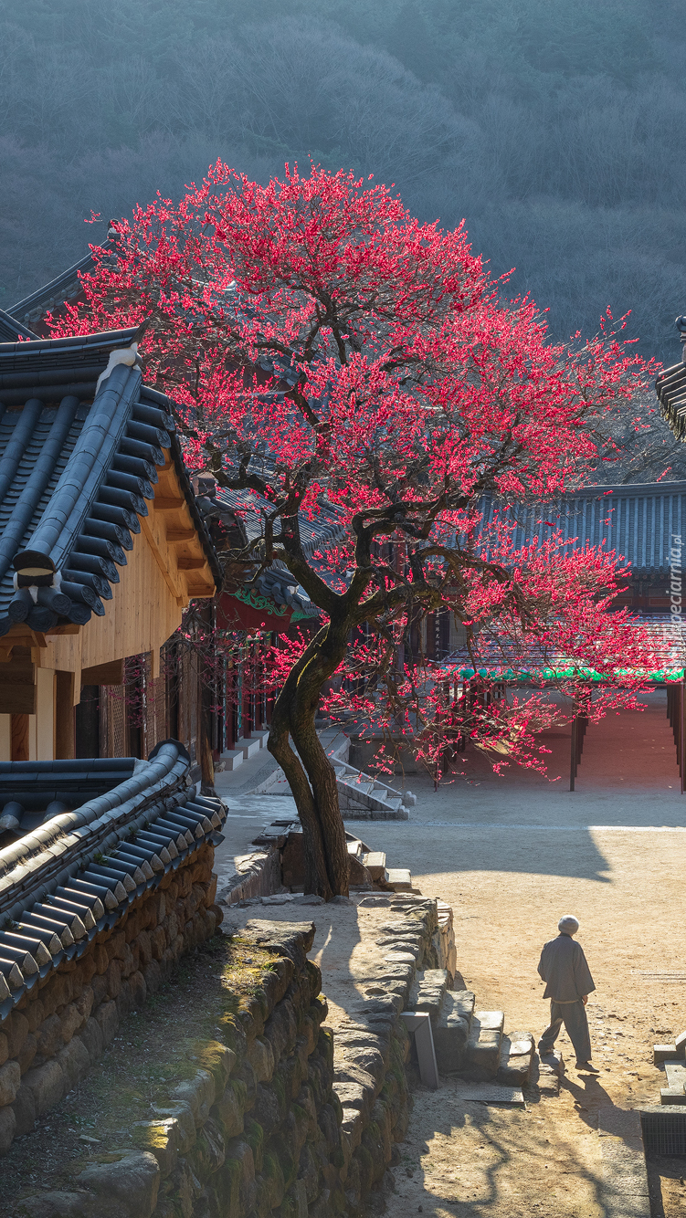 Kwitnące drzewo przed świątynią Hwaom sa