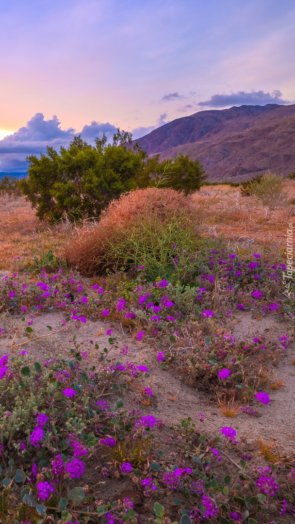 Kwitnące kwiaty na łące w parku Anza Borrego Desert