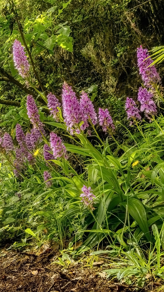 Kwitnące kwiaty w lesie