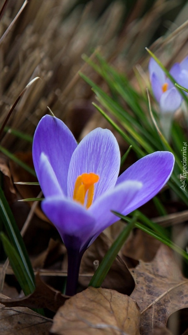 Kwitnący krokus