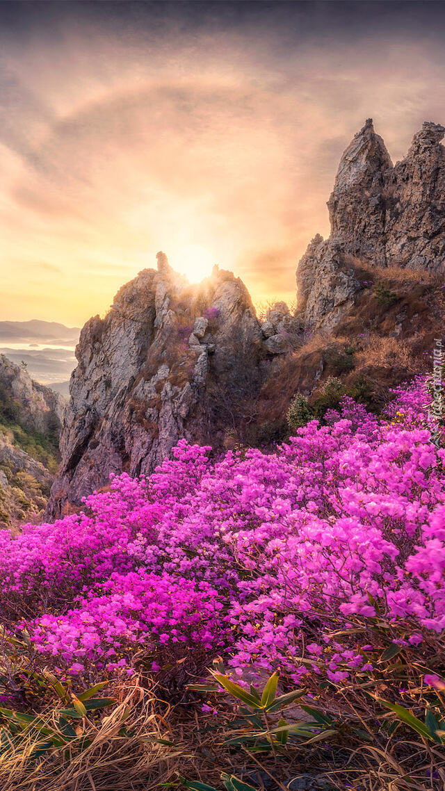 Kwitnący różanecznik na tle gór Jujaksan