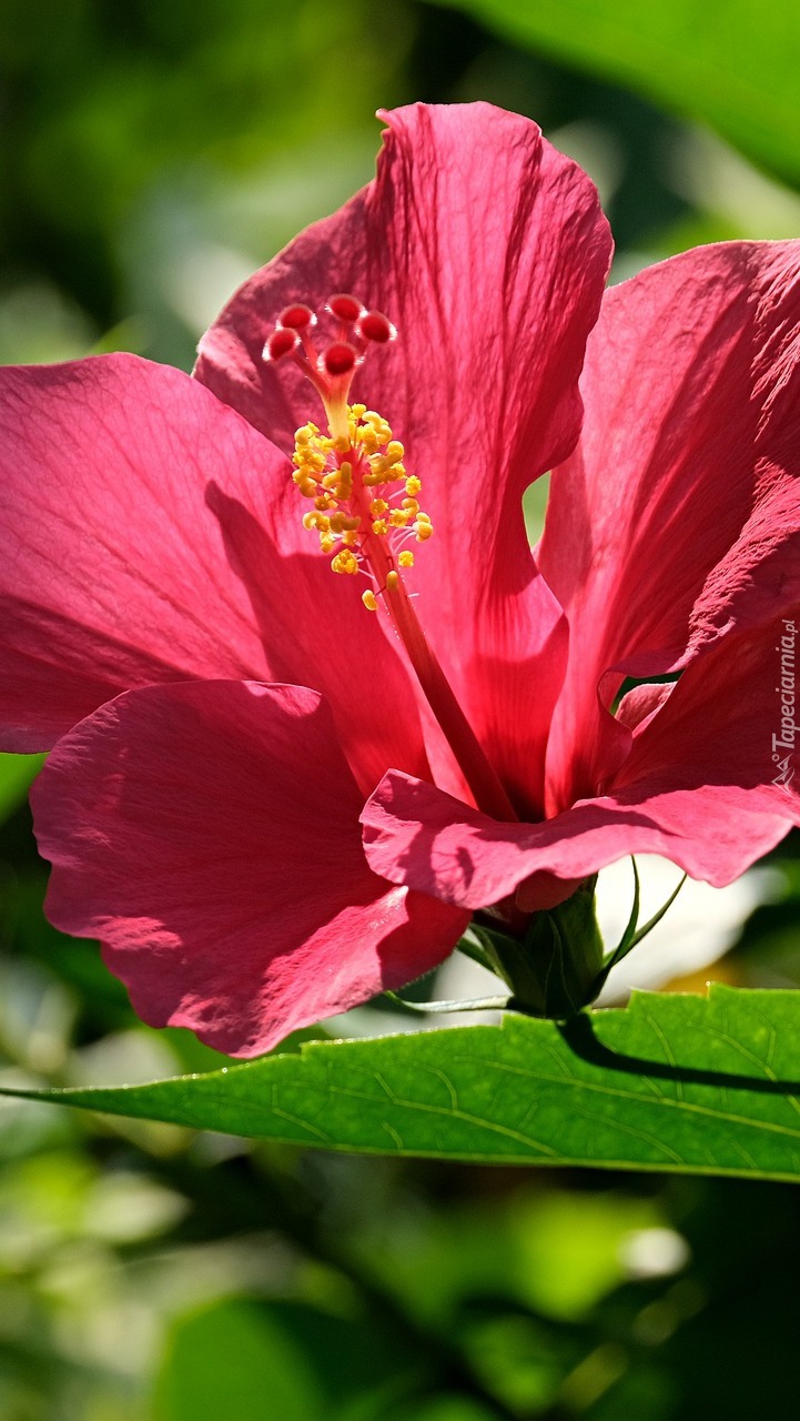 Kwitnący różowy hibiskus