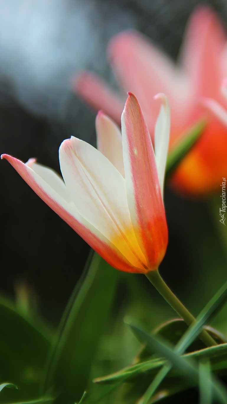 Kwitnący tulipan botaniczny