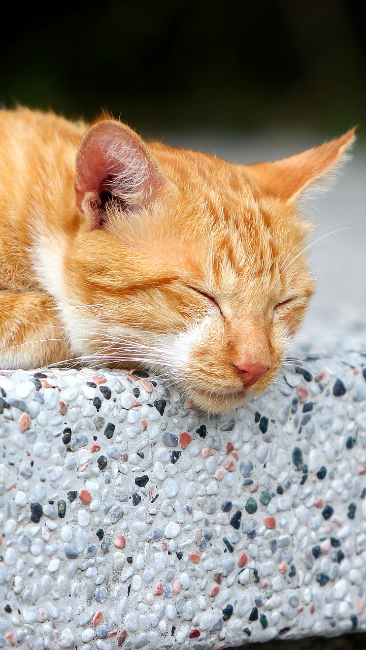 Śpiący rudy kot