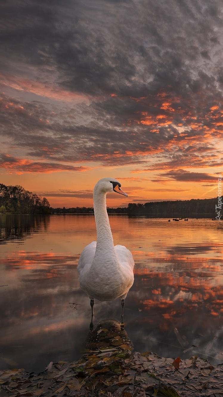 Łabędź na brzegu jeziora