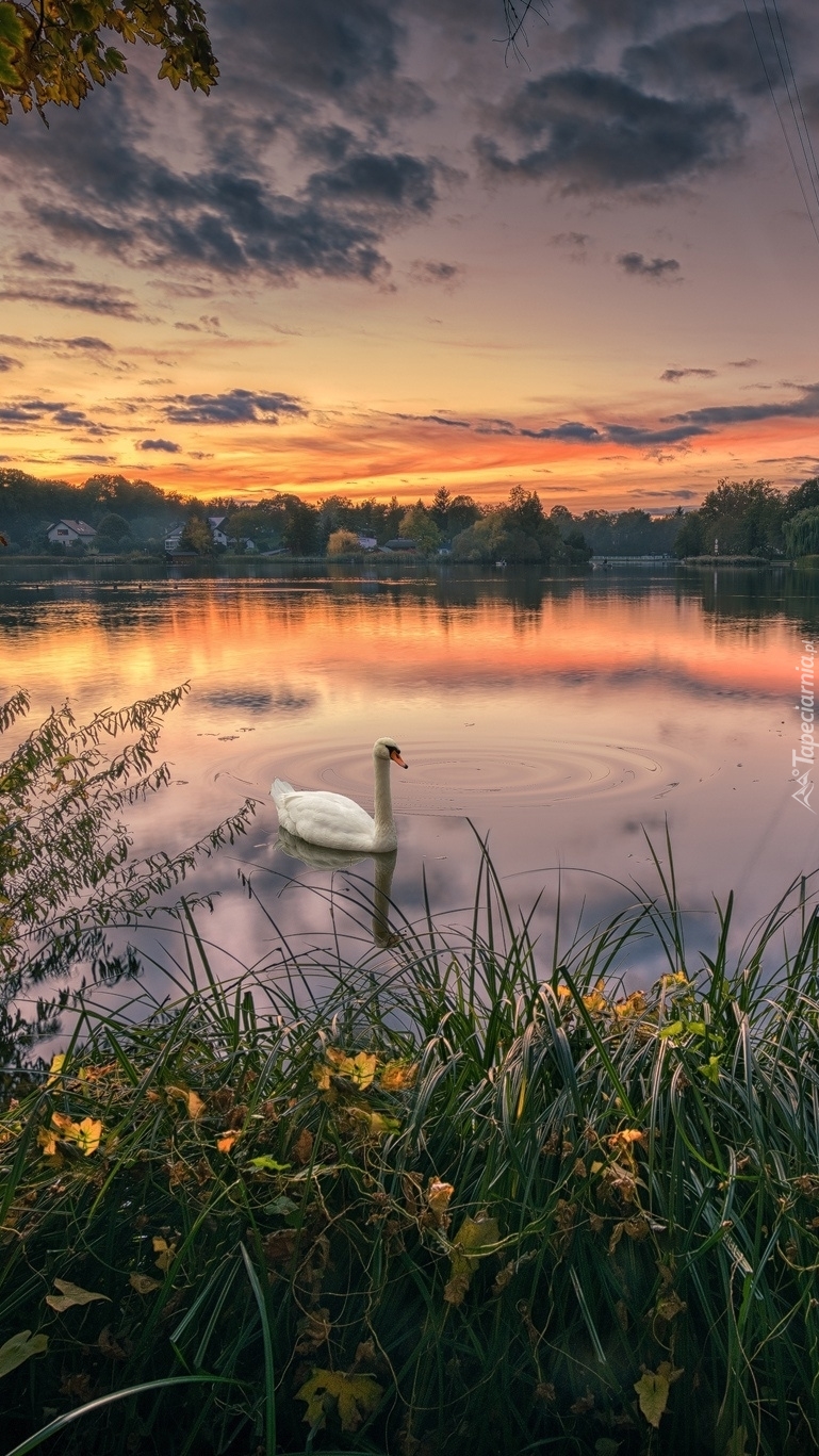 Łabędź na jeziorze