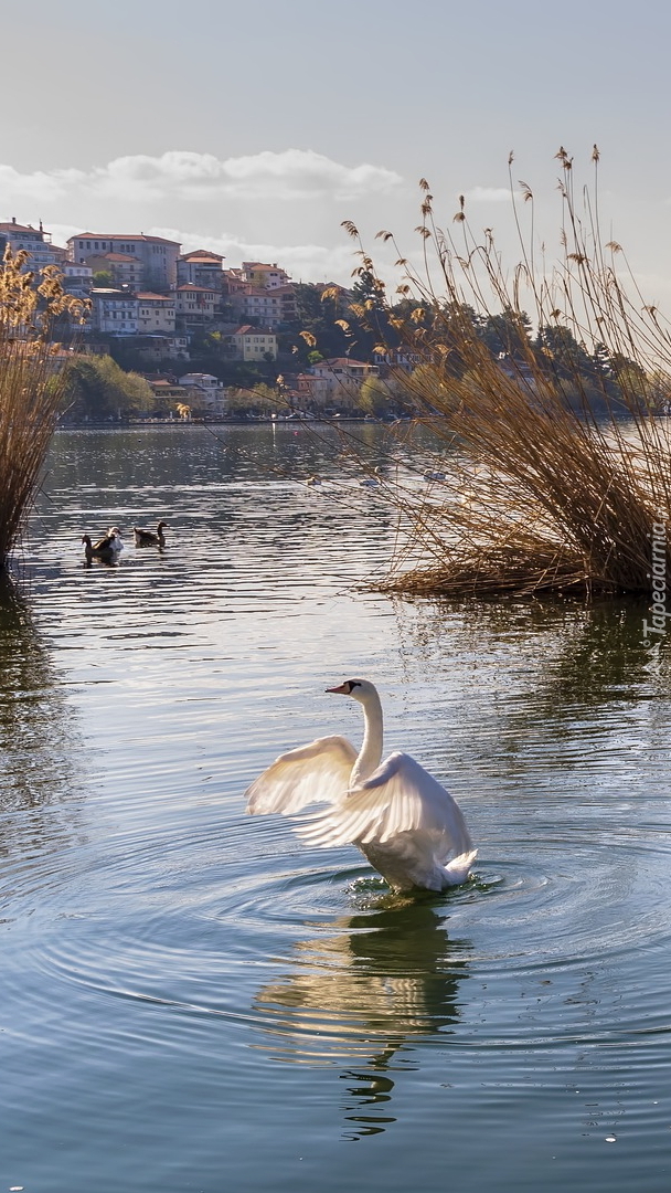 Łabędź na jeziorze