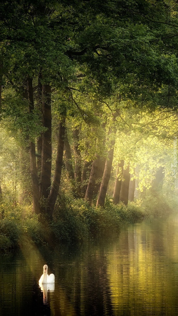 Łabędź na rzece