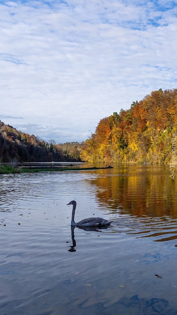 Łabędź na rzece