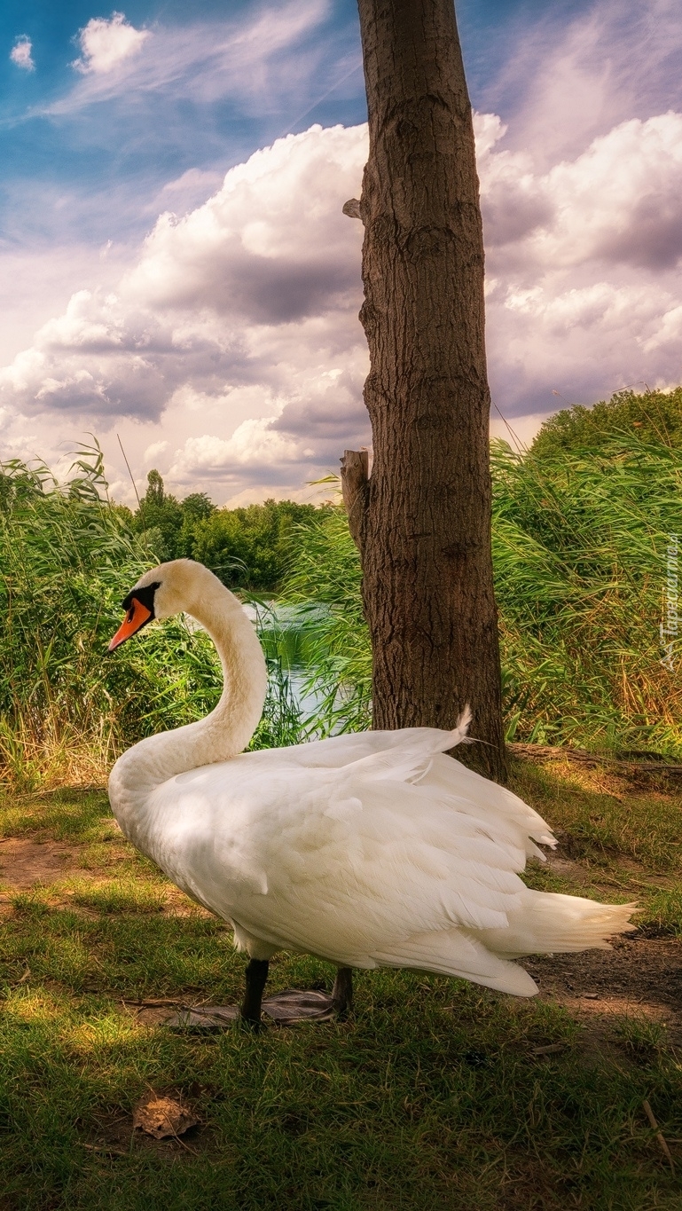 Łabędź przy drzewie