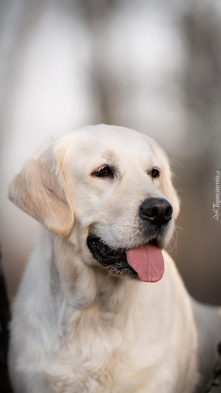 Labrador retriever