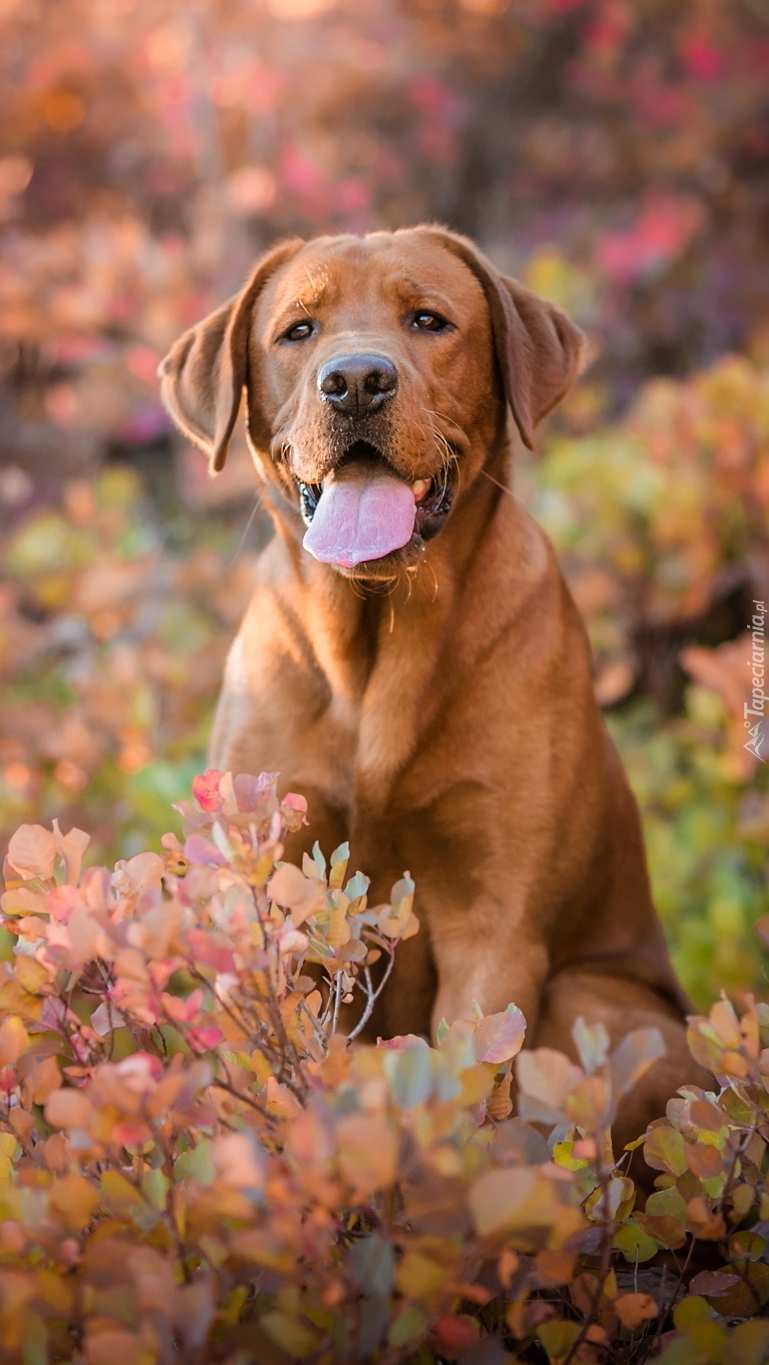 Labrador retriever