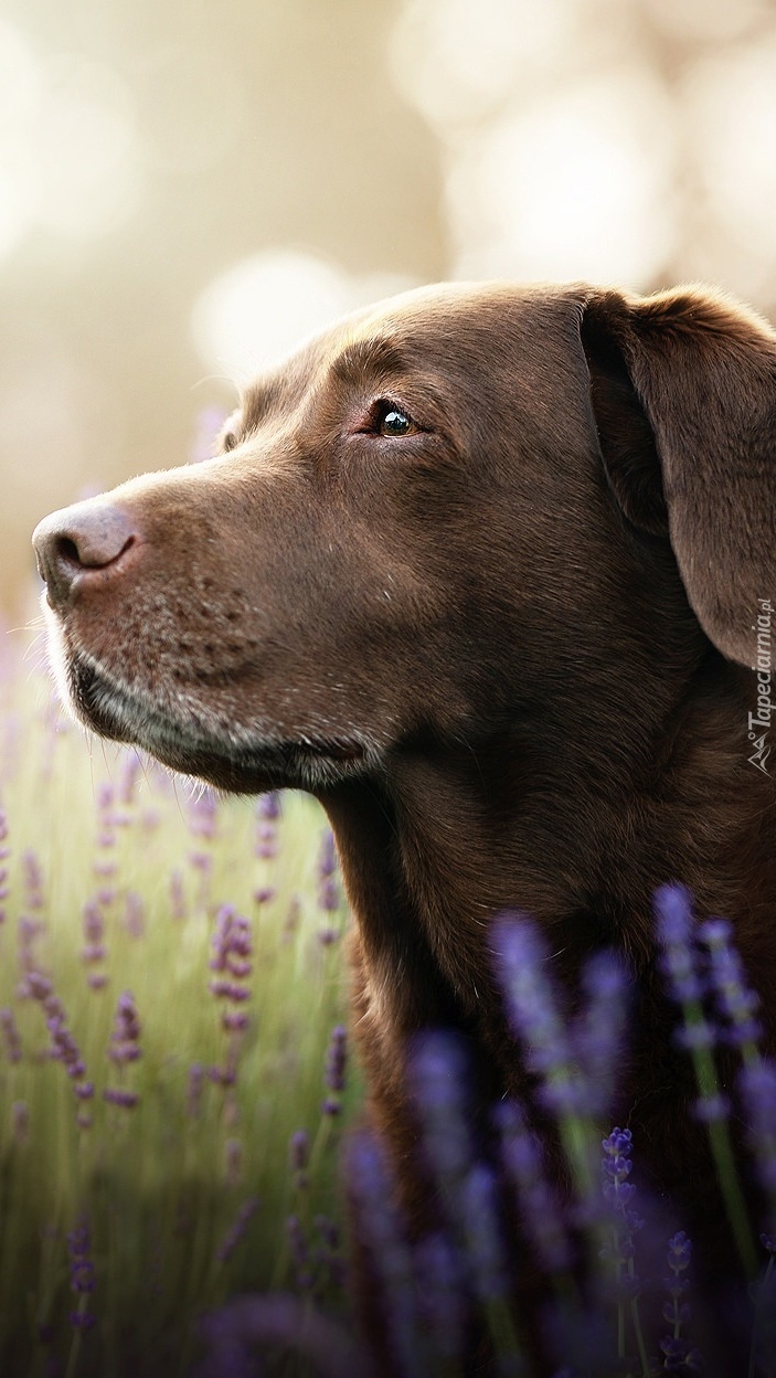 Labrador retriever