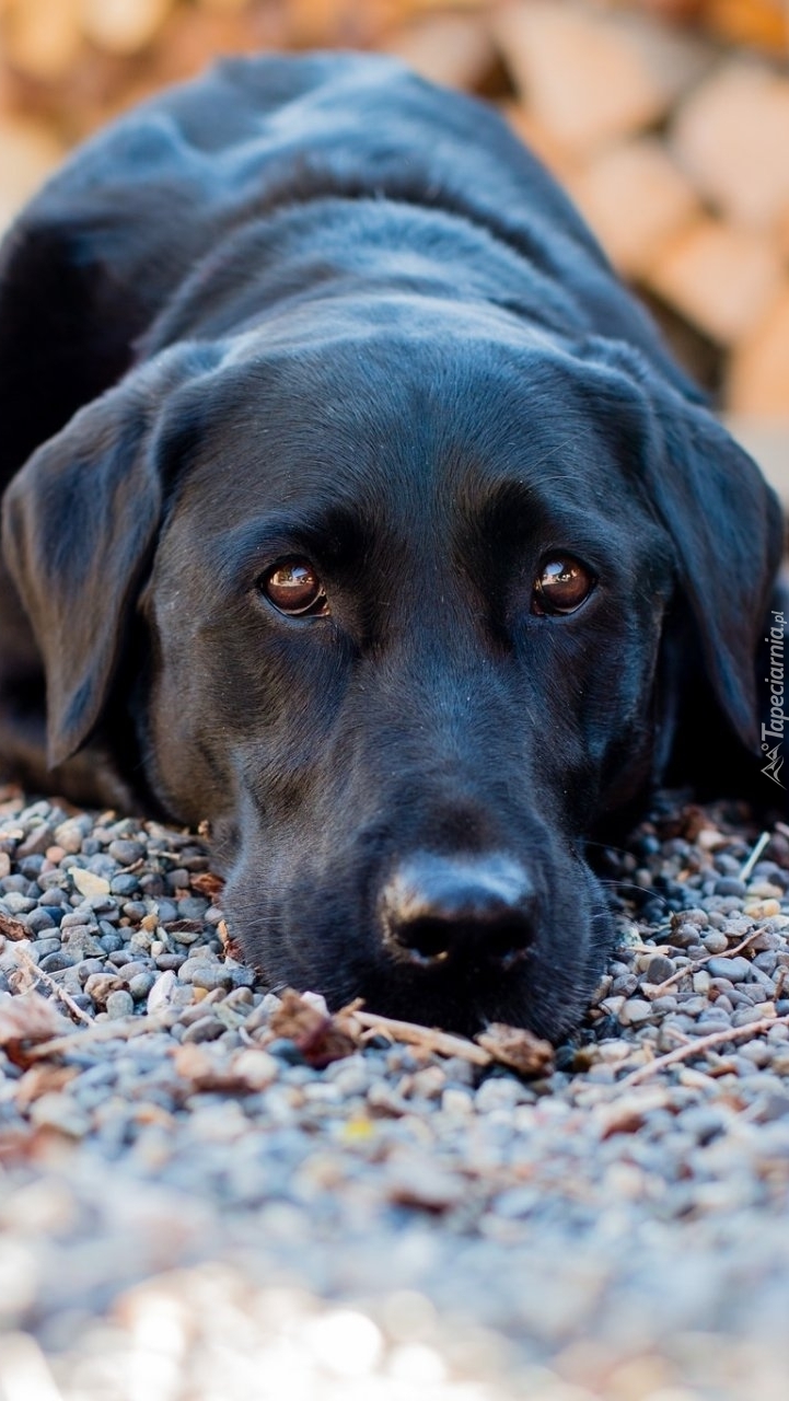 Labrador retriever czuwa