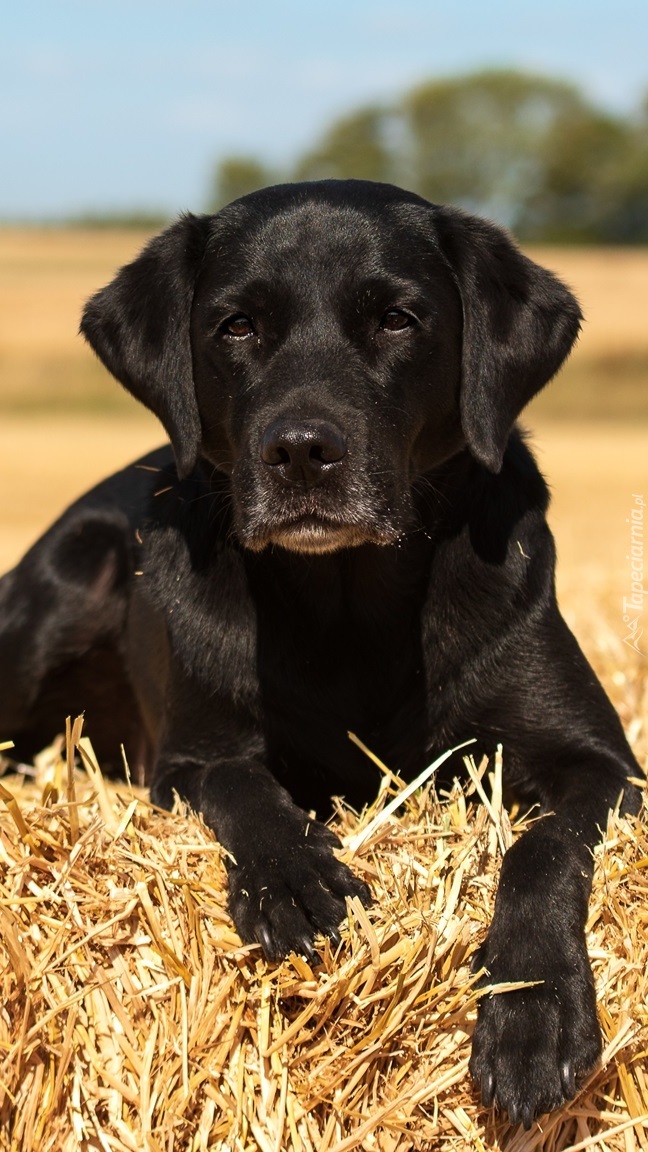 Labrador retriever na słomie