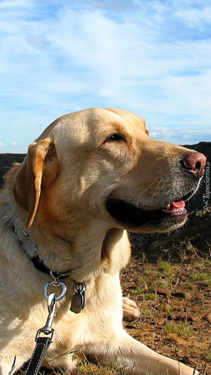 Labrador retriever na smyczy