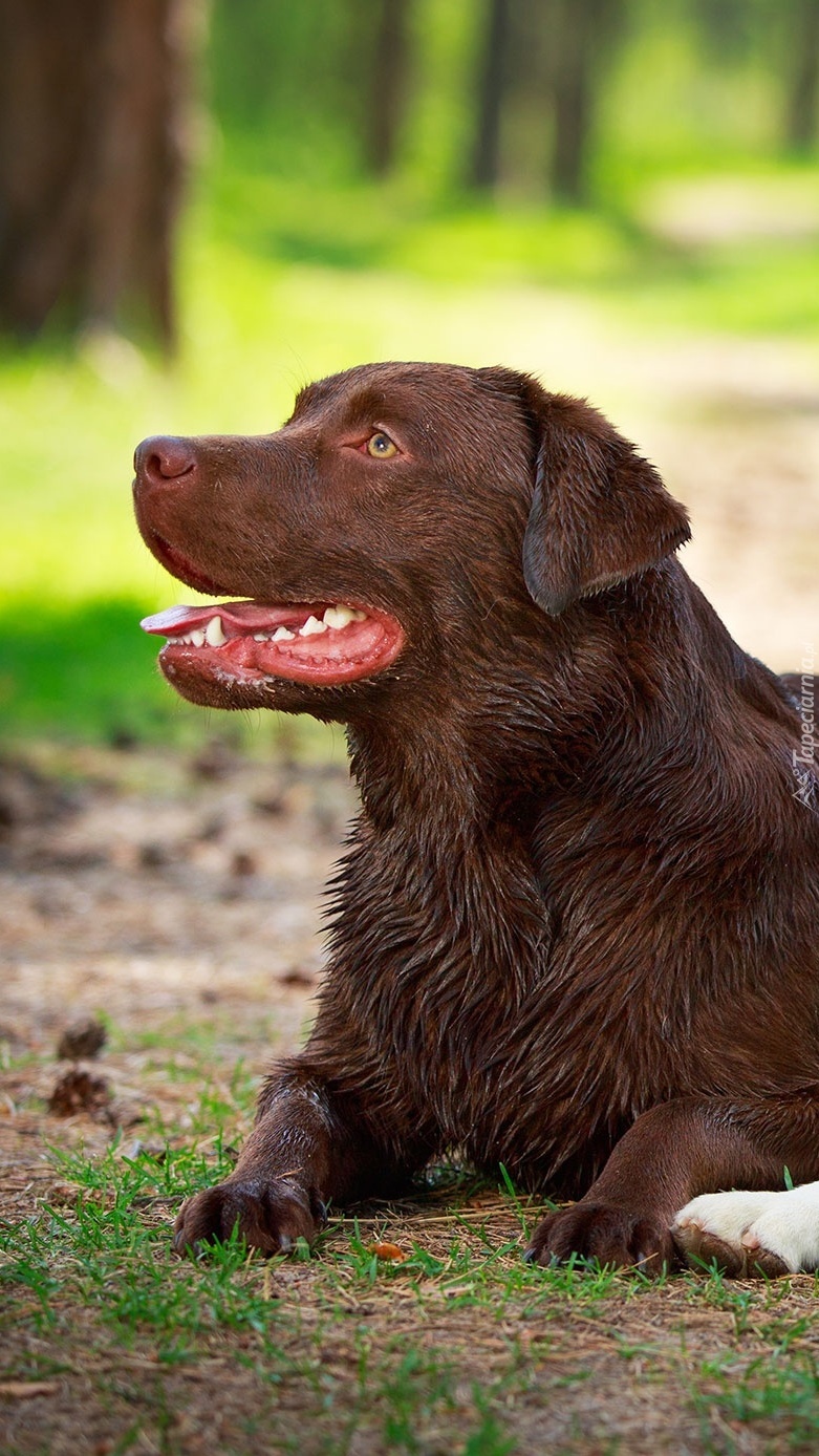 Labrador retriever po kąpieli