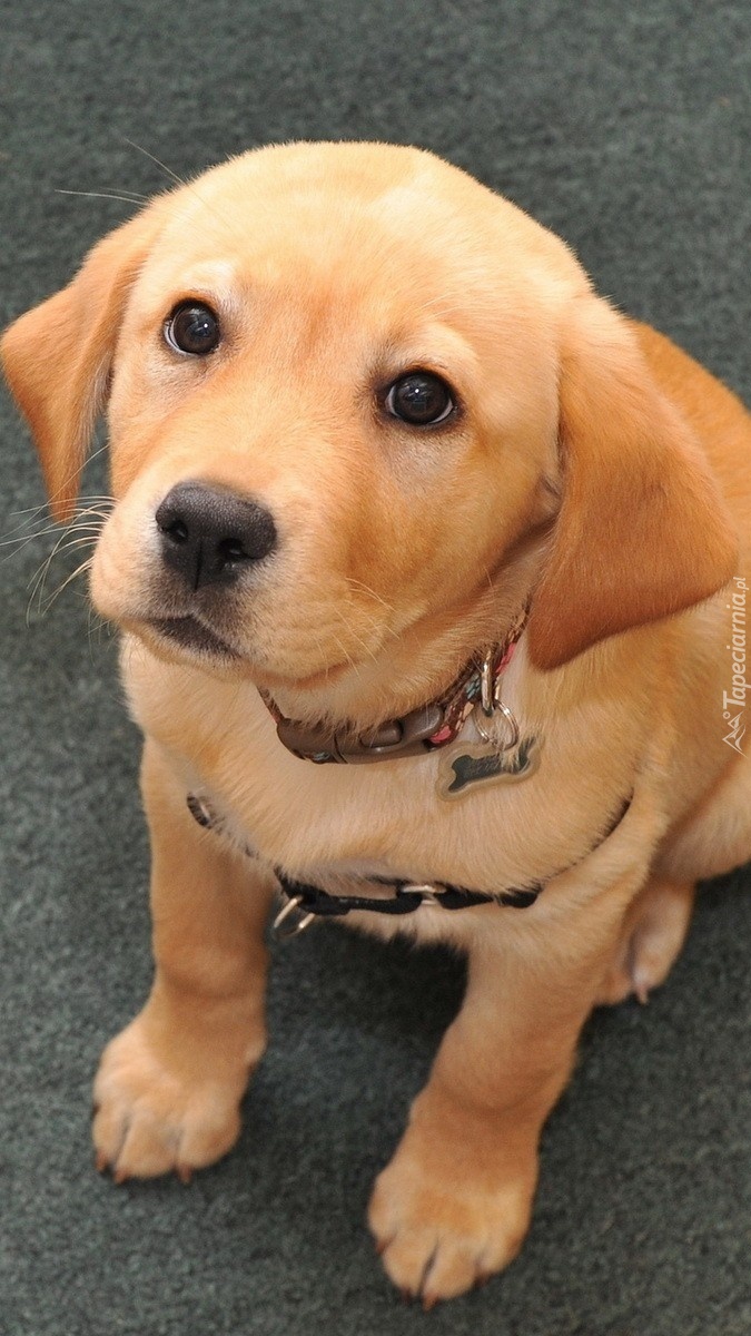 Labrador retriever w obroży