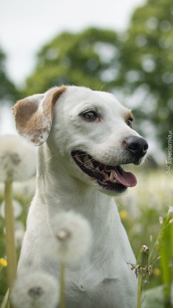 Labrador retriever wśród dmuchawców