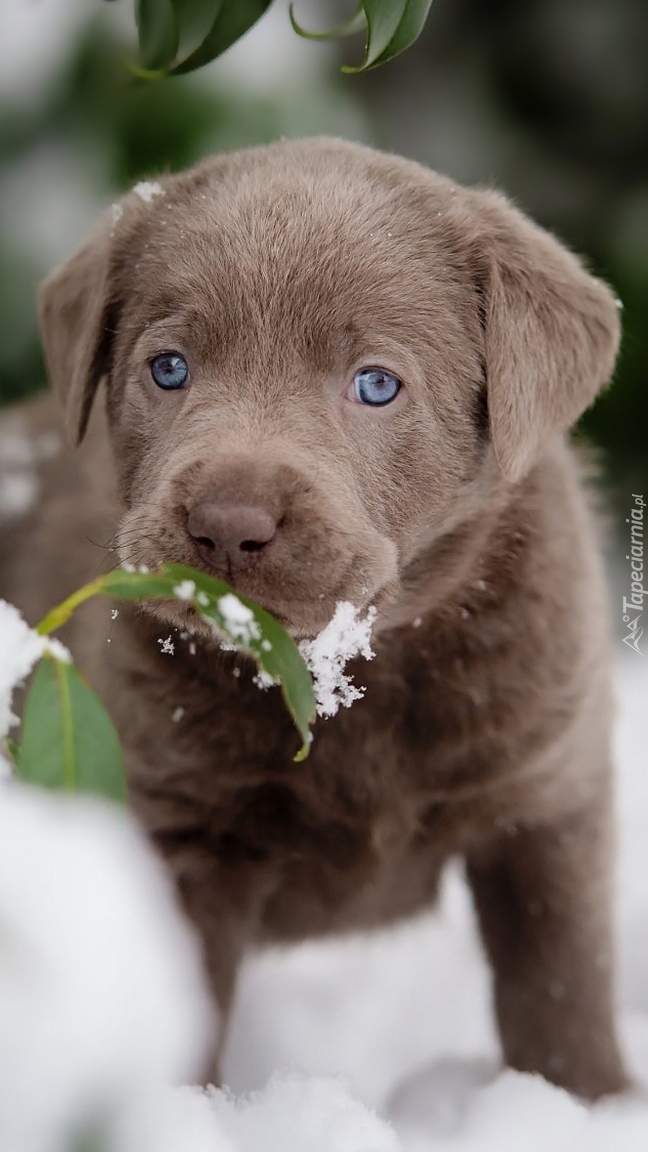 Labrador retriever z listkami w śniegu