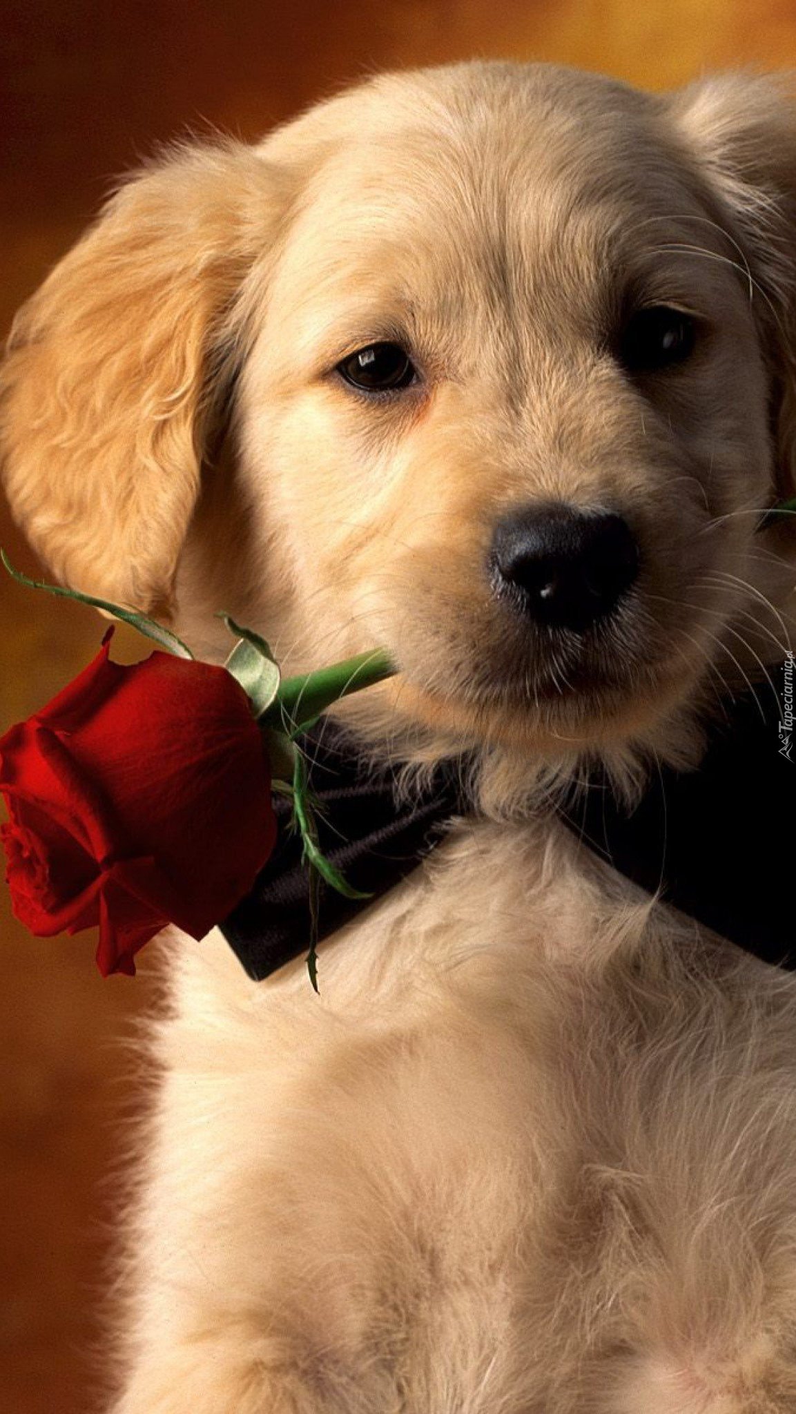 Labrador retriever z różą w mordce