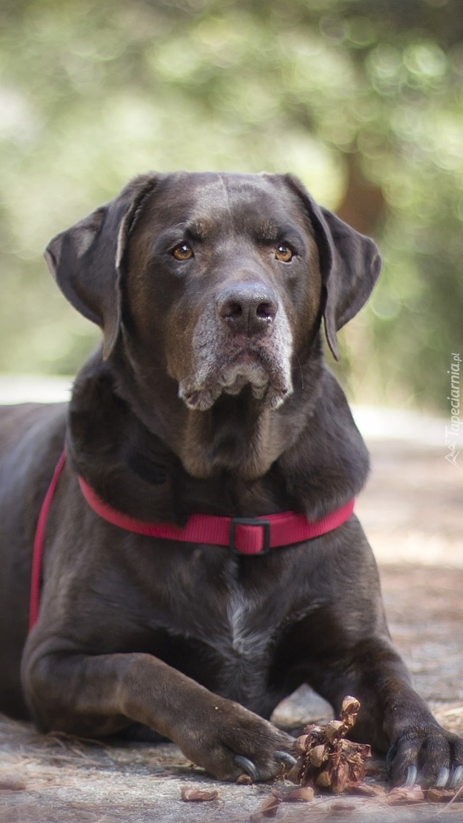 Labrador retriever