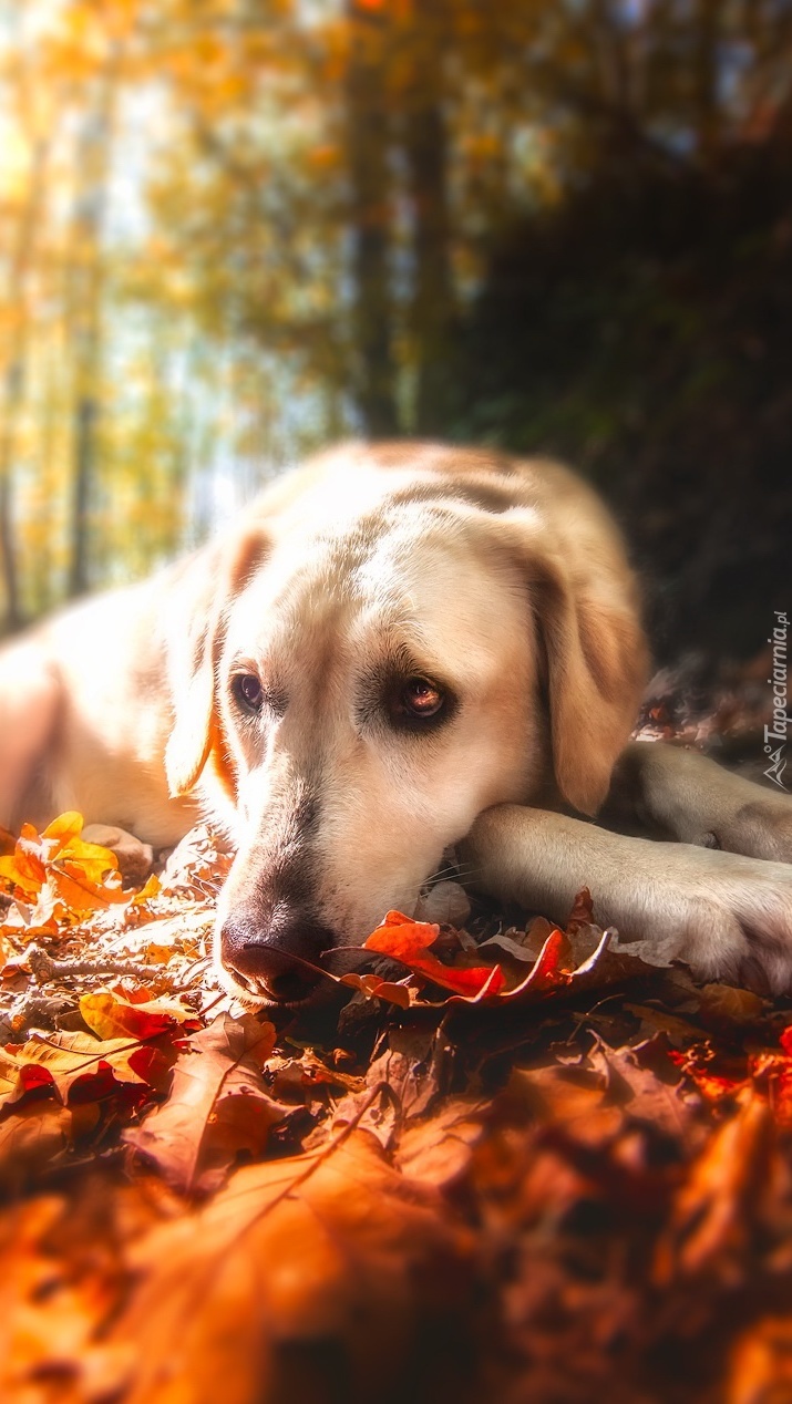 Labrador w jesiennych liściach