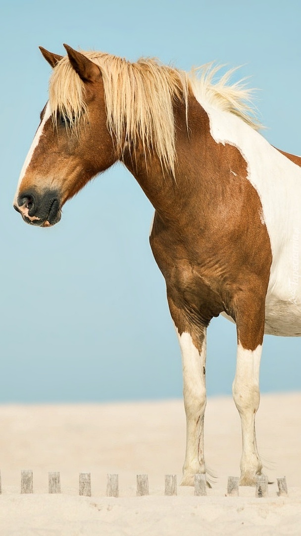 Laciaty koń na piasku