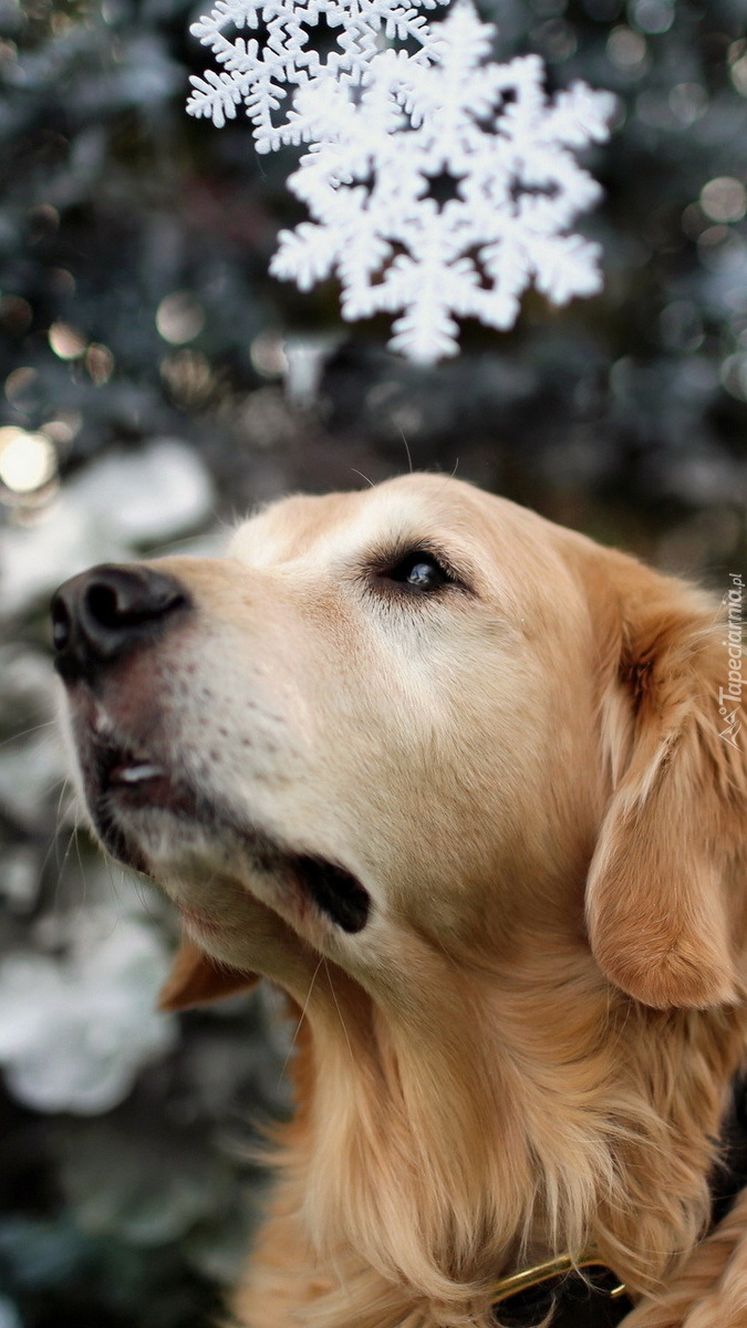 Łagodne spojrzenie golden retrievera