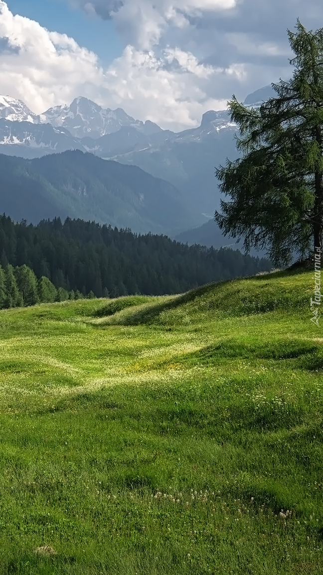 Łąka Armentara w Dolomitach