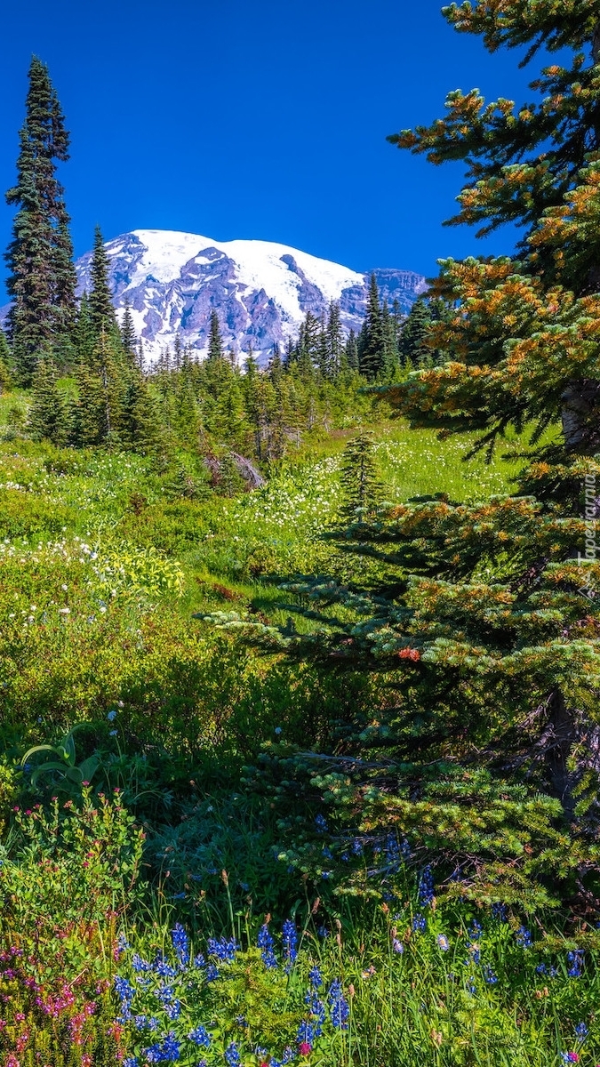 Łąka i drzewa na tle góry Mount Rainier