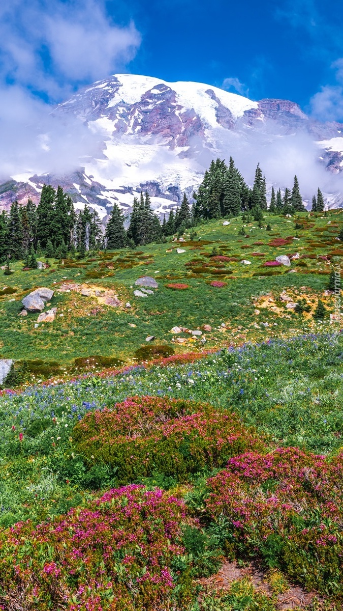 Łąka i stratowulkan Mount Rainier