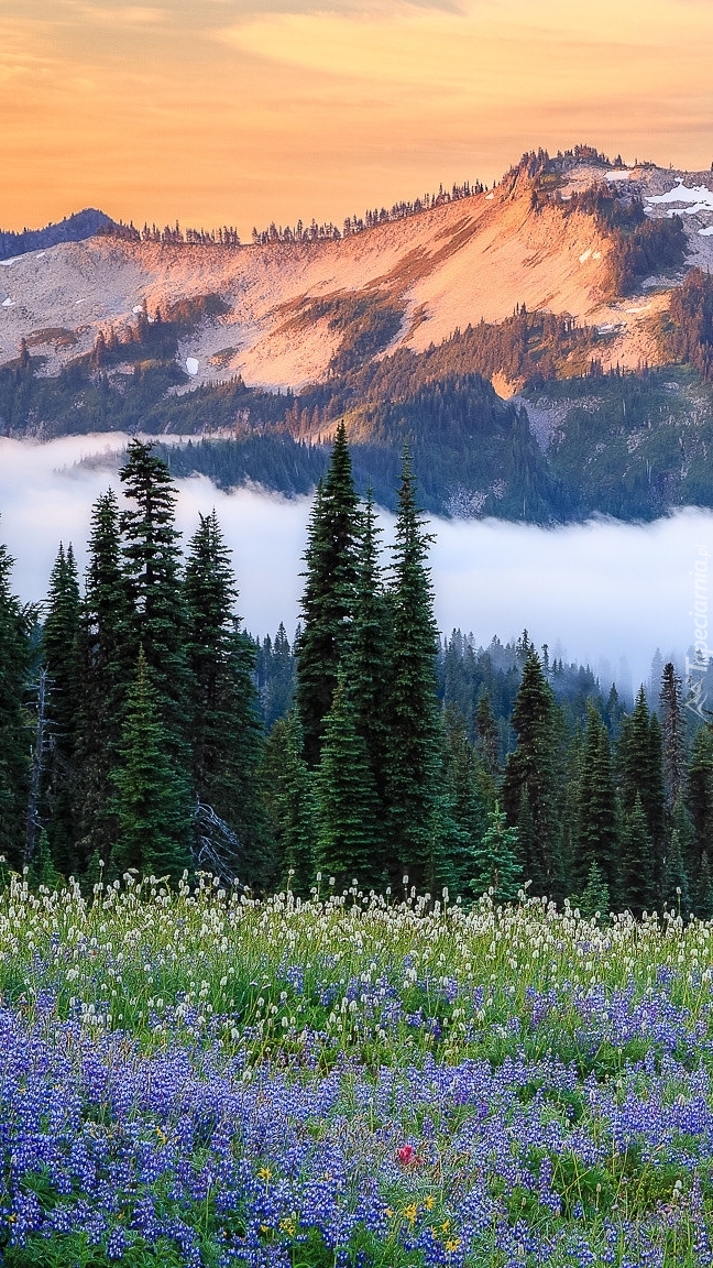 Łąka na tle góry Tatoosh Range