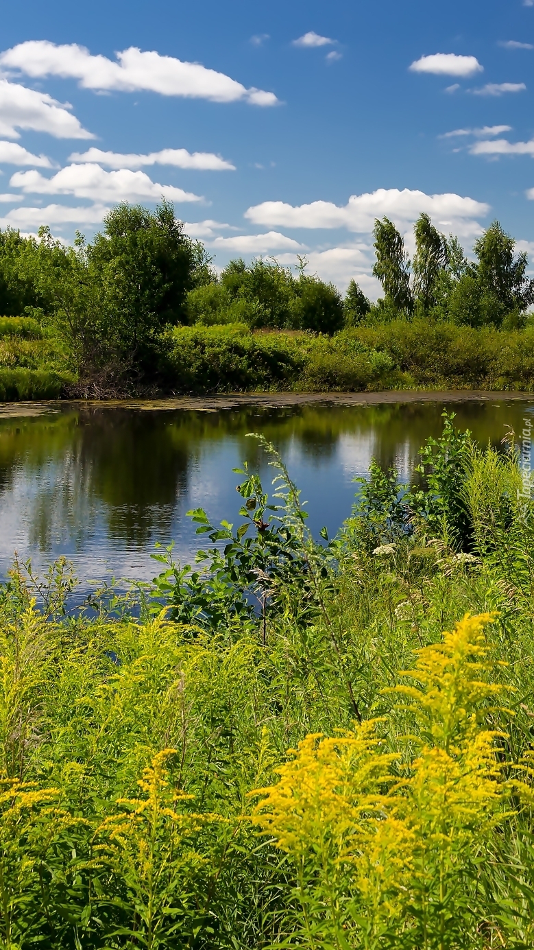 Łąka nad rzeką