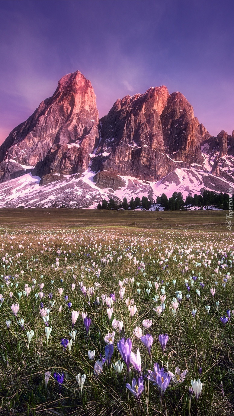 Łąka w górach pełna kwiatów