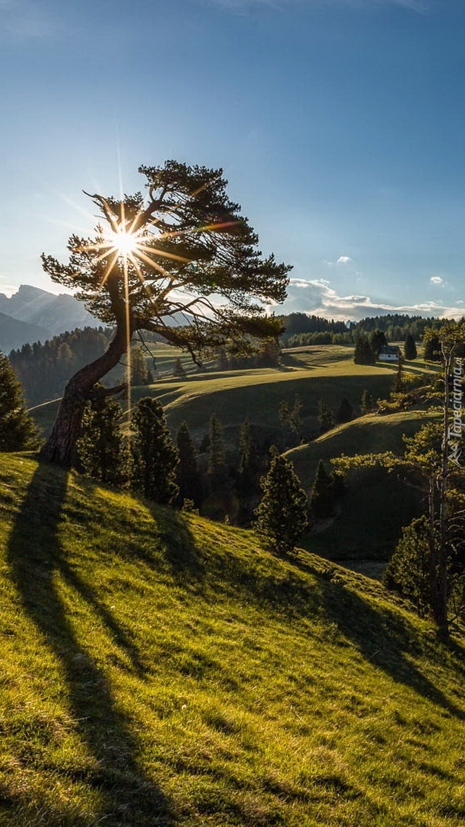 Łąka z drzewami w słońcu niedaleko gór