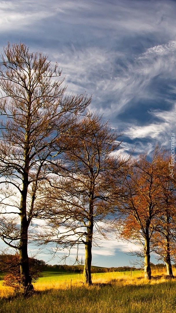 Łąka z jesiennymi drzewami