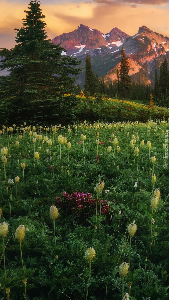 Łąka z kwiatami w Parku Narodowym Mount Rainier