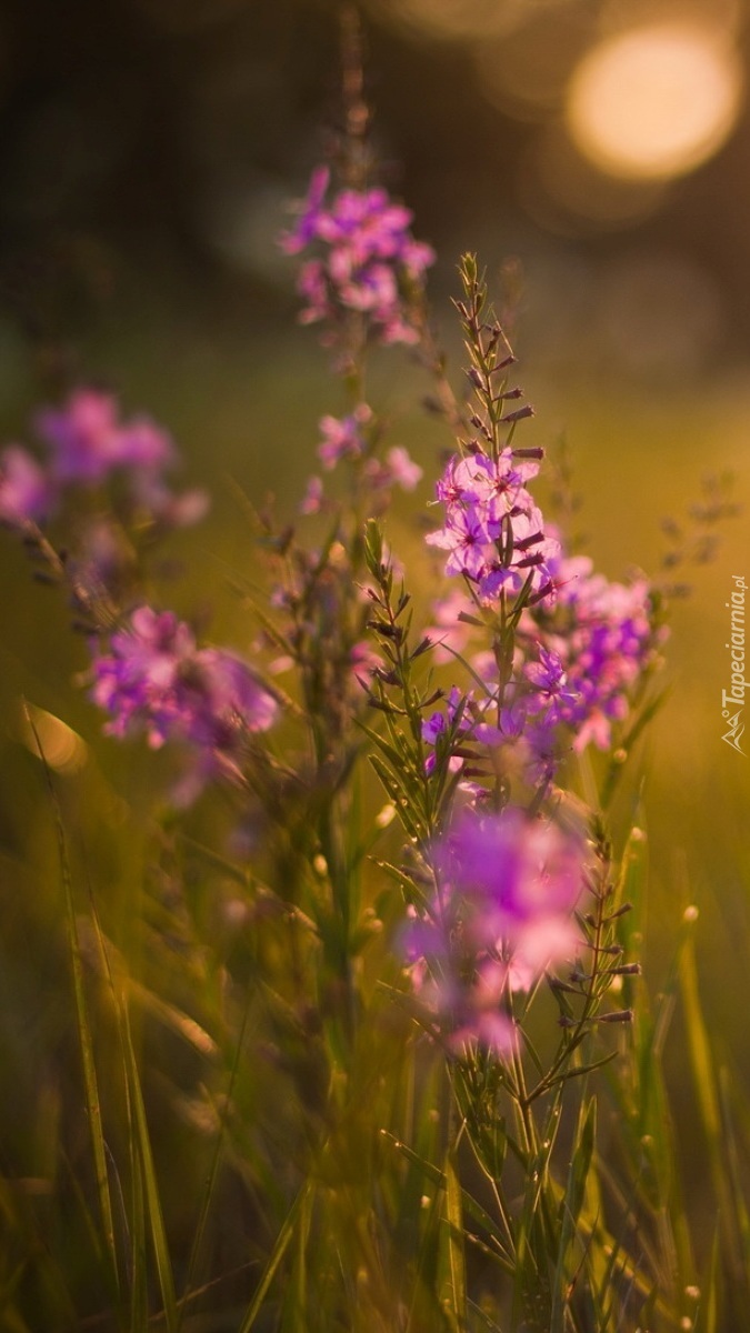 Łąka z polnymi kwiatami w blasku światła